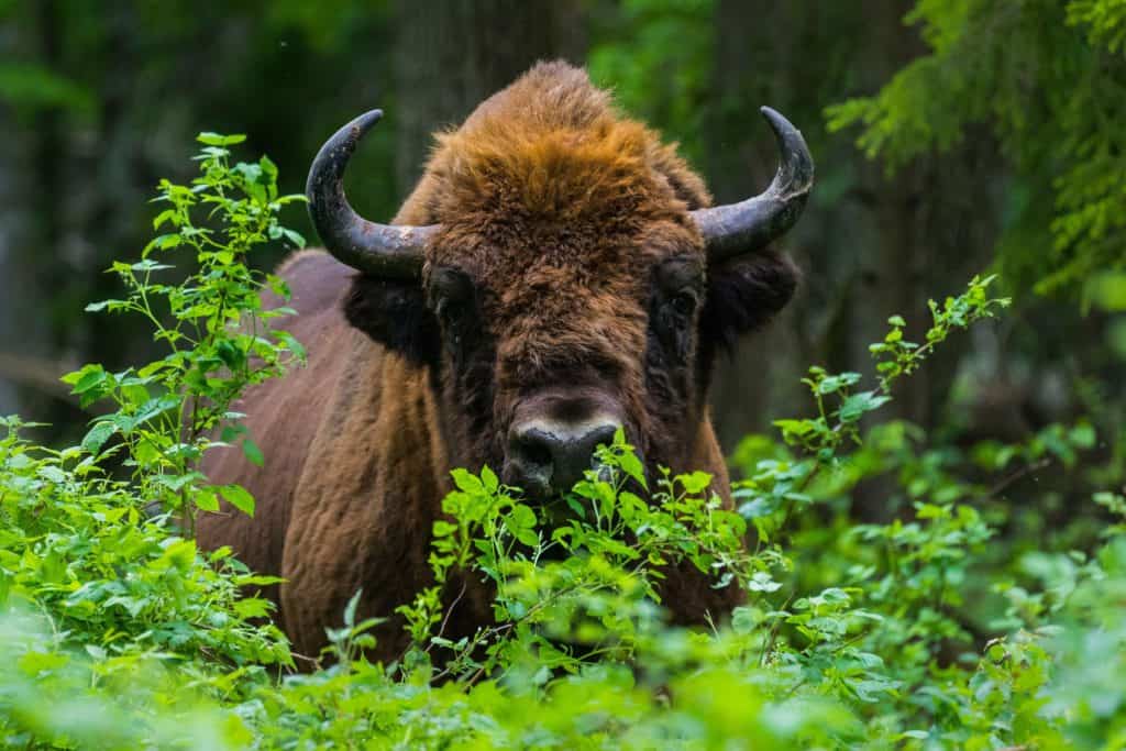 Se actualizó la lista roja de animales en peligro y reveló que se han extinguido 31 especies