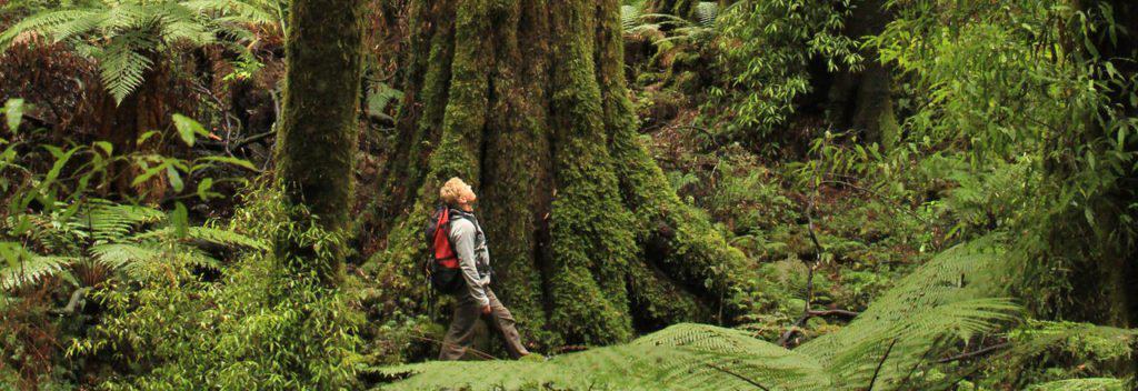 Nueva Zelanda propone a personas de todo el mundo crear un 'Bosque de esperanza' contando sus decepciones del 2020