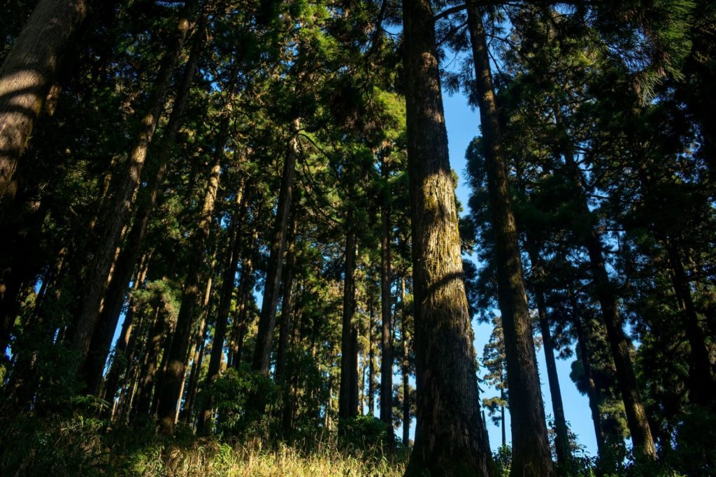 image bosques más tenebrosos del mundo boudhayan bardhan BSEQ 59gm 8 unsplash 1