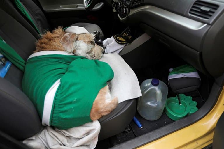 Coronel, el perro de Bogotá que acompaña a los pasajeros de un taxi como copiloto disfrazado de Papá Noel 