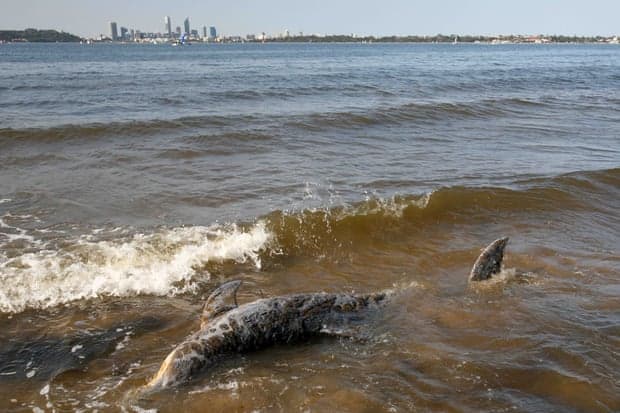 Una enfermedad fatal está afectando la piel de los delfines y está relacionada con el cambio climático