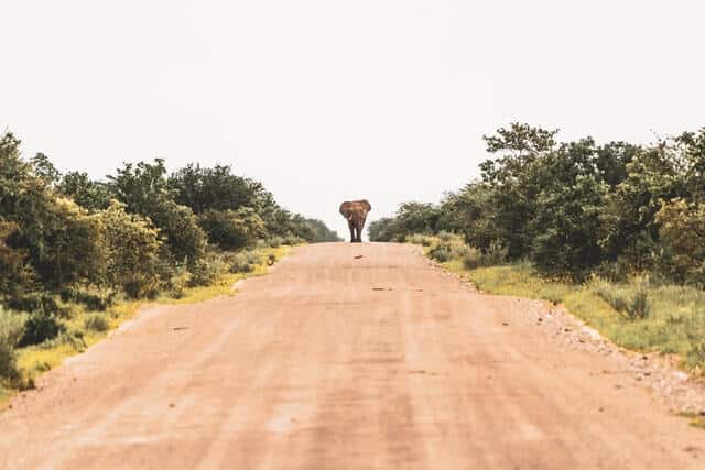 image mejores safaris de África eelco bohtlingk qgcpsO09S6k unsplash 1