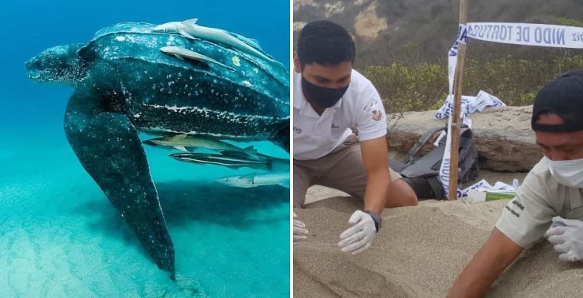 Ecuador: encuentran un nido de una especie de tortugas marinas que está en peligro de extinción