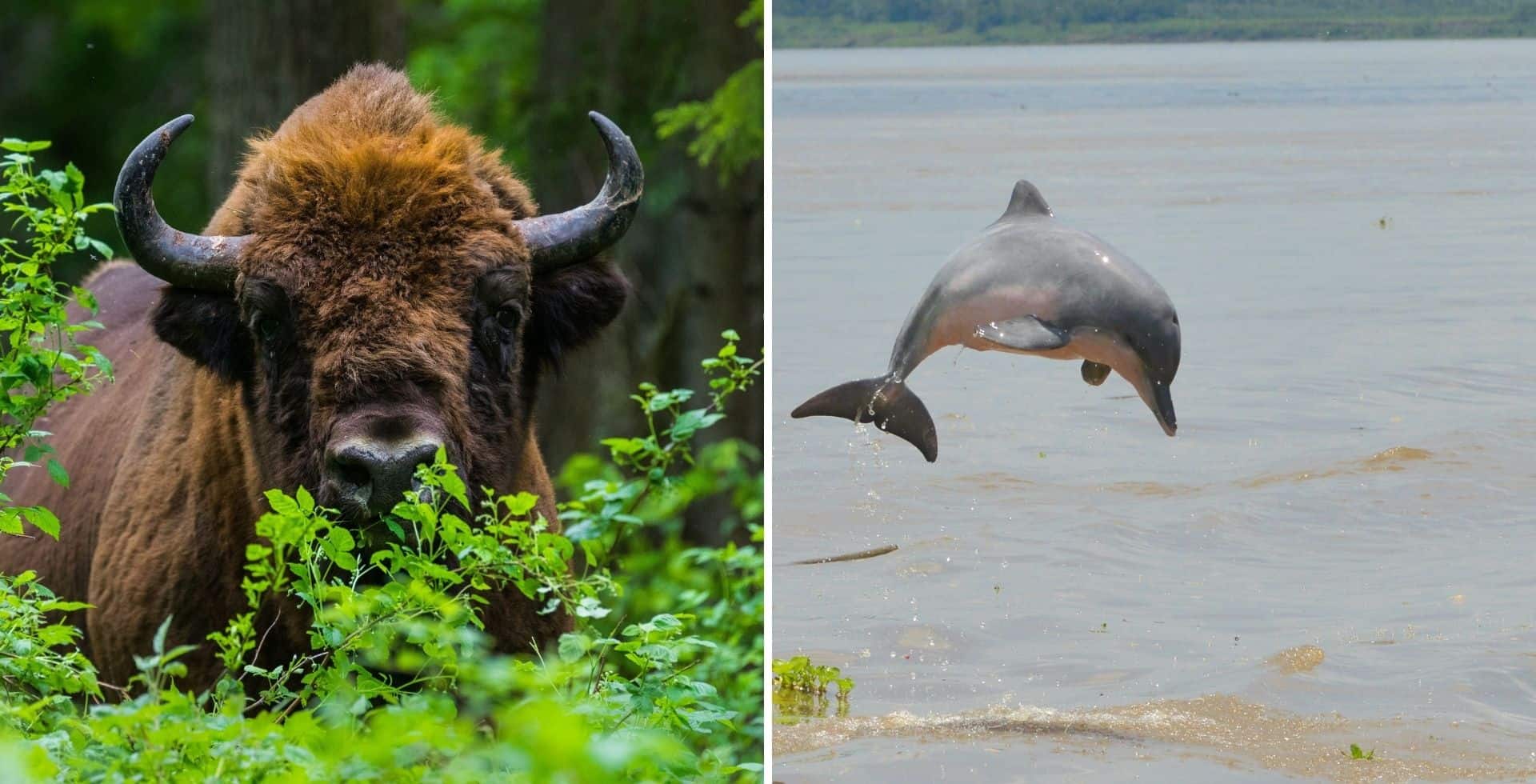 Se actualizó la lista roja de animales en peligro y reveló que se han extinguido 31 especies