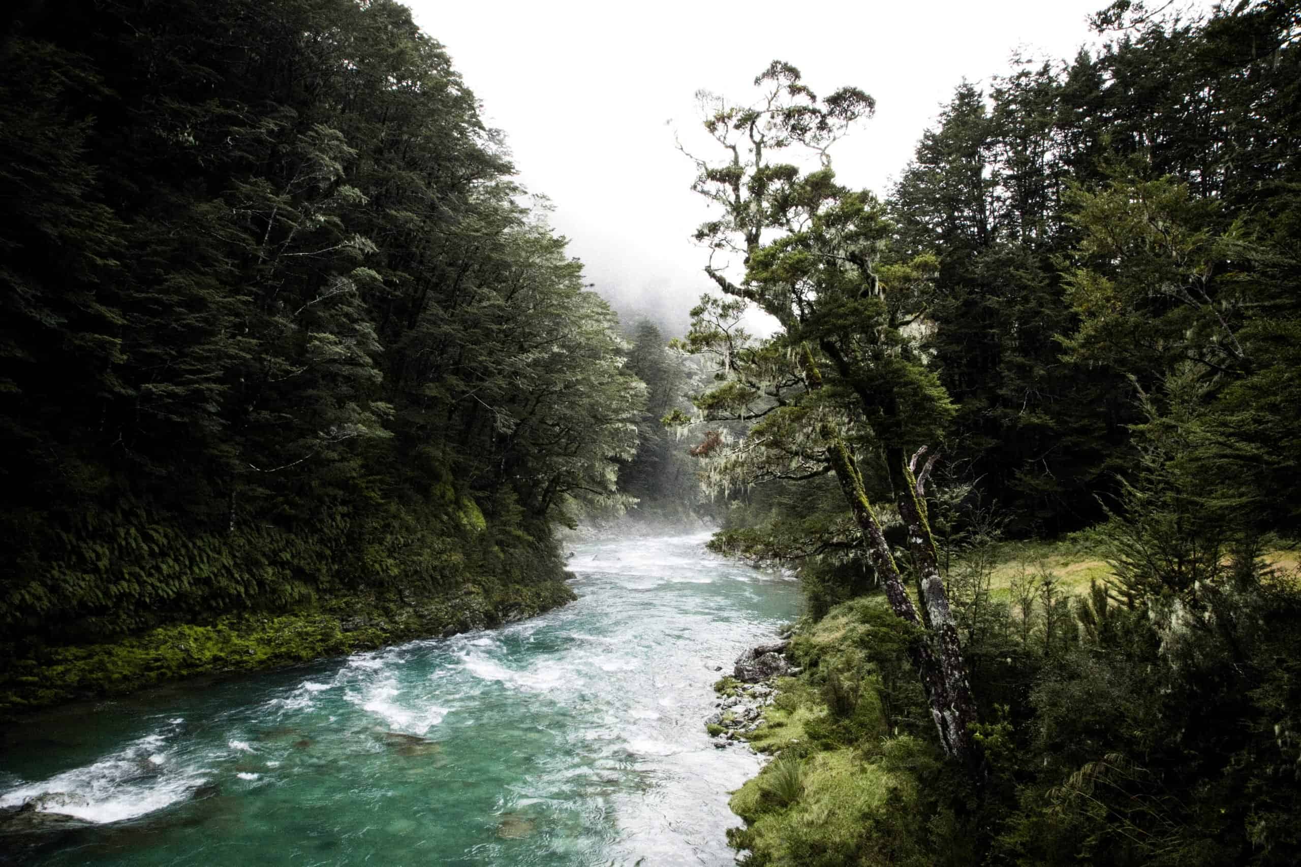 Nueva Zelanda propone a personas de todo el mundo crear un 'Bosque de esperanza' contando sus decepciones del 2020