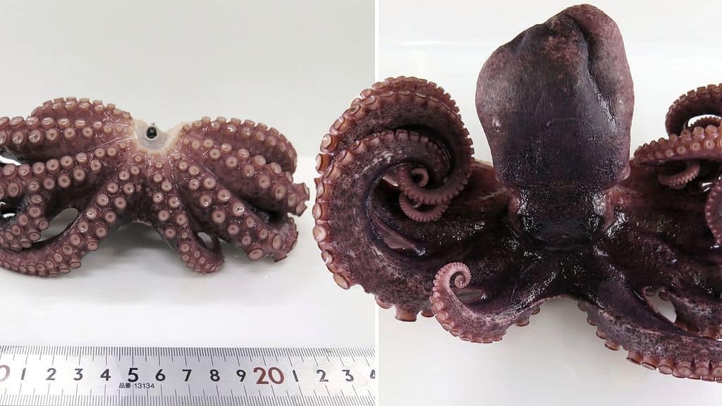 pulpo