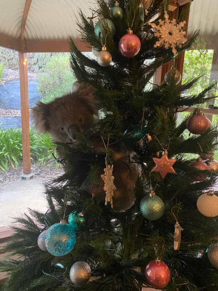 Australia: una familia encontró a una koala en su árbol de navidad