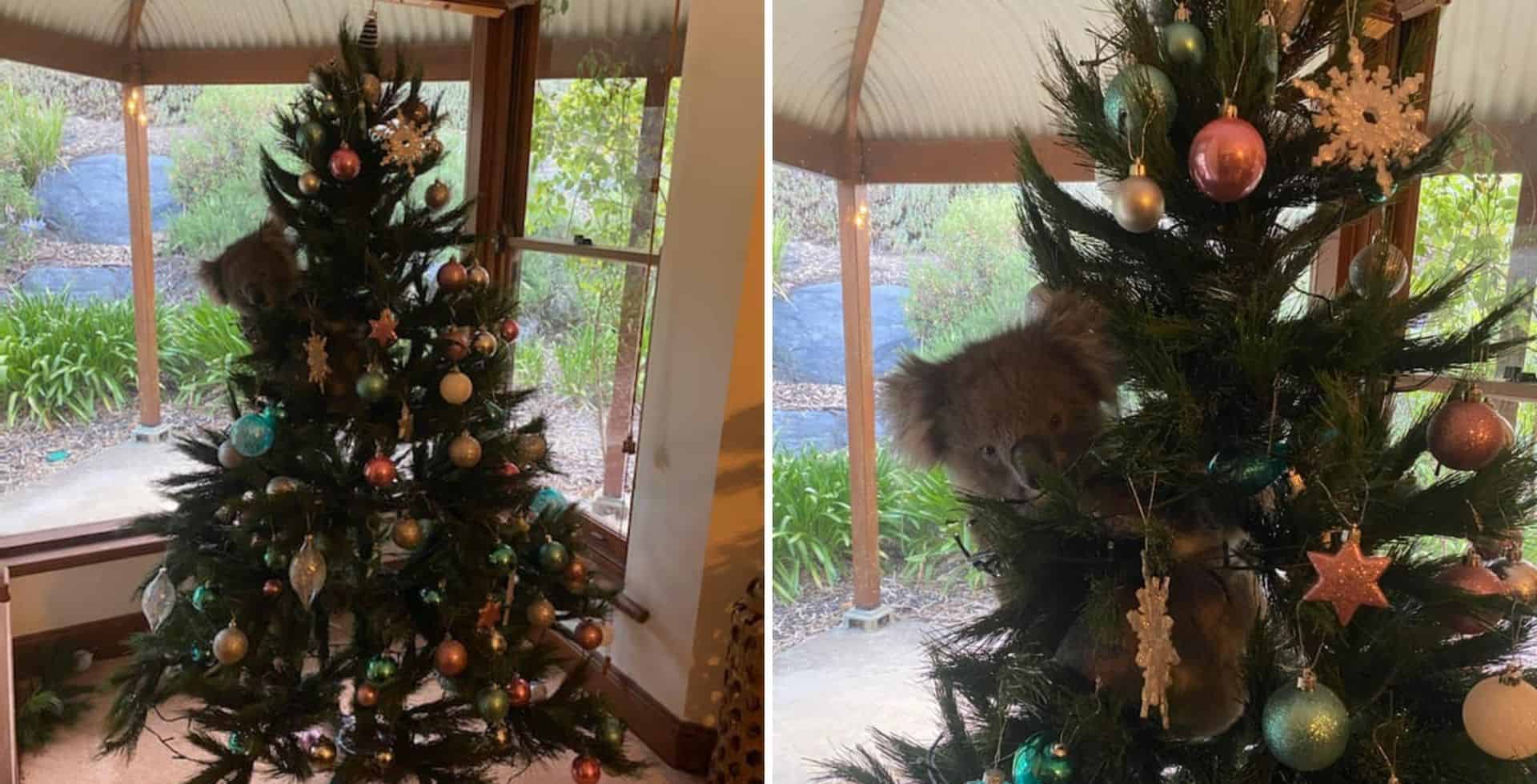 Australia: una familia encontró a una koala en su árbol de navidad