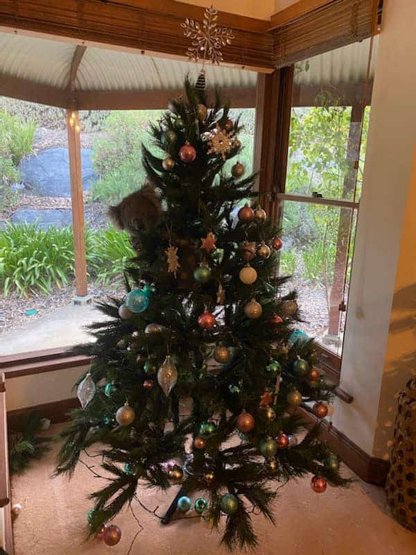 Australia: una familia encontró a una koala en su árbol de navidad