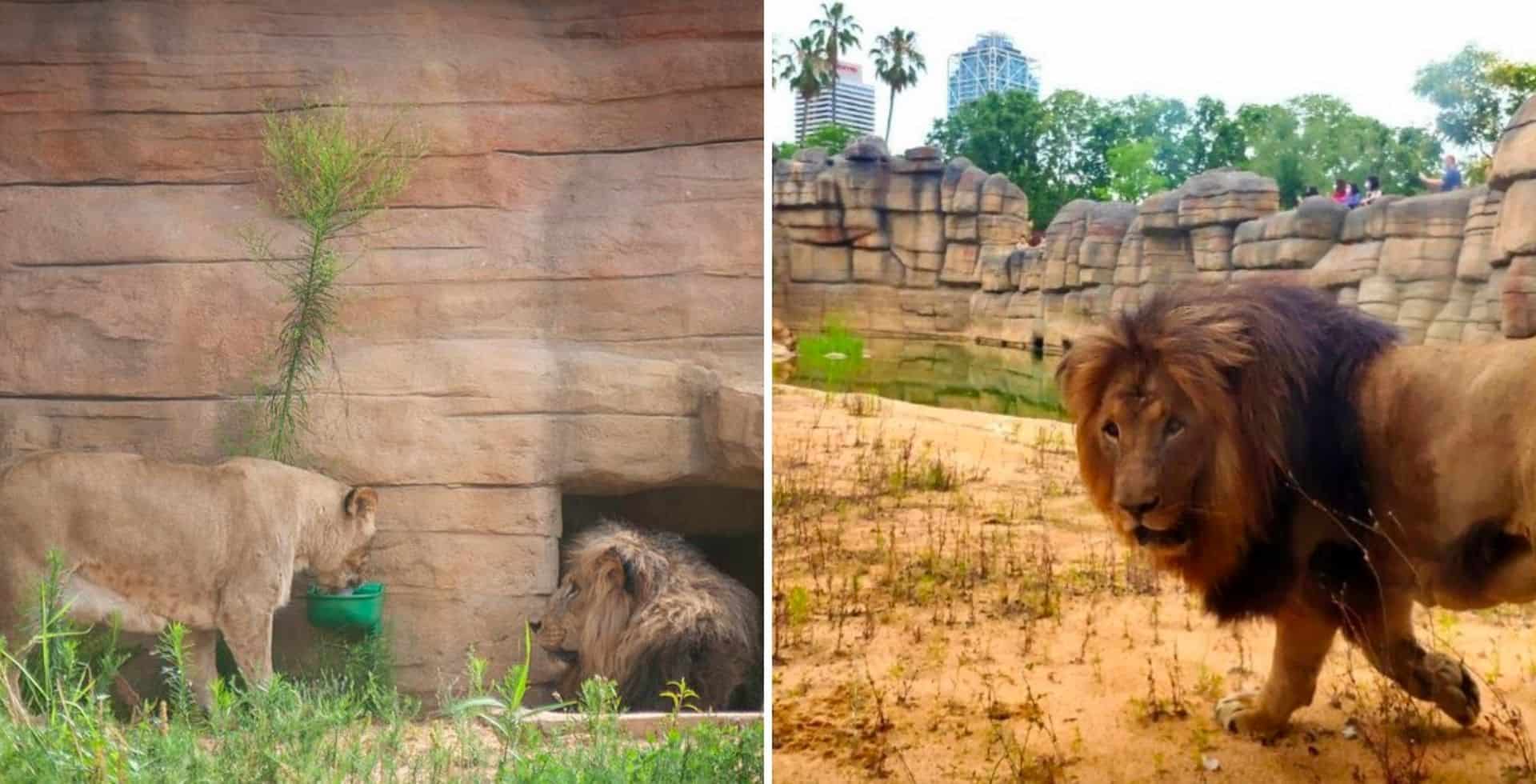 España: 4 leones del zoológico de Barcelona dieron positivo de coronavirus
