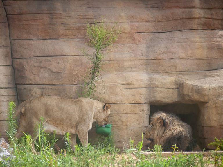 España: 4 leones del zoológico de Barcelona dieron positivo de coronavirus