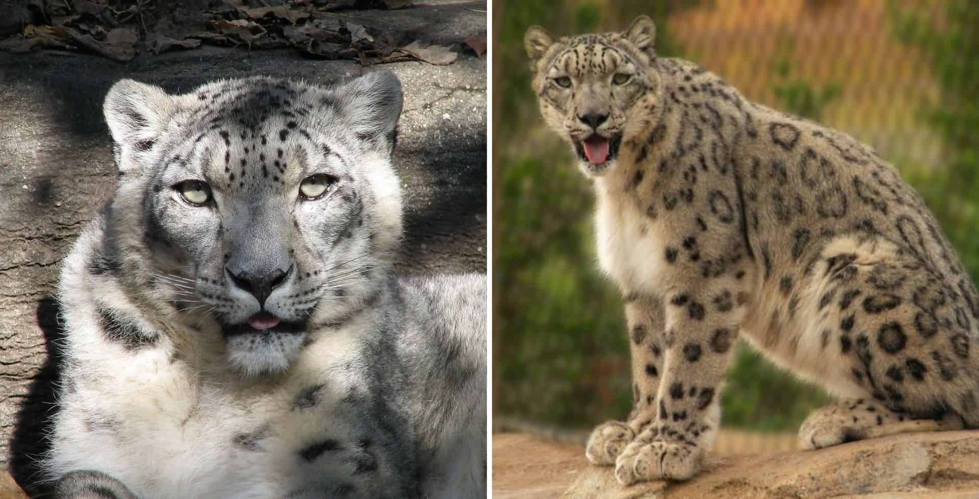 Tres leopardos de las nieves testearon positivo de COVID-19 en un zoológico de Estados Unidos