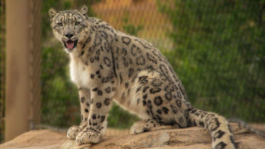 leopardos Tres leopardos de las nieves testearon positivo de COVID-19 en un zoológico de Estados Unidos Tres leopardos de las nieves testearon positivo de COVID-19 en un zoológico de Estados Unidos