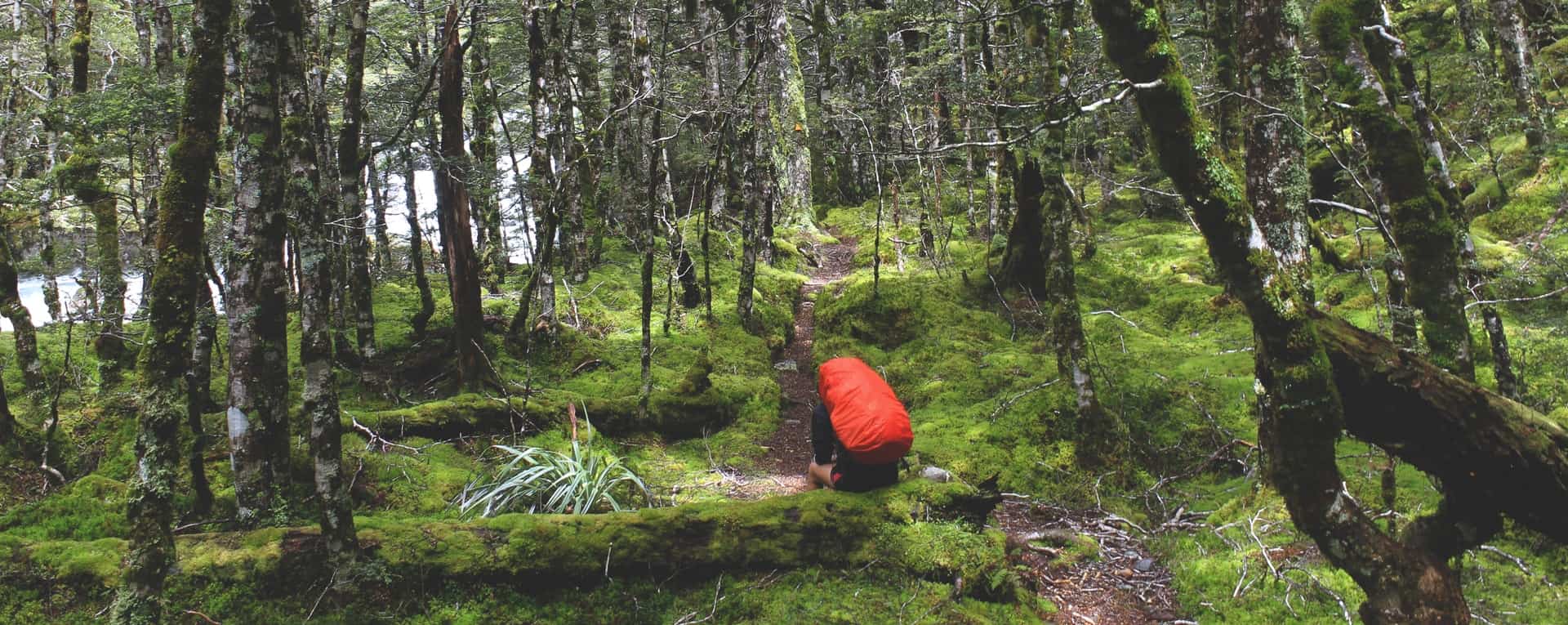 Nueva Zelanda propone a personas de todo el mundo crear un 'Bosque de esperanza' contando sus decepciones del 2020