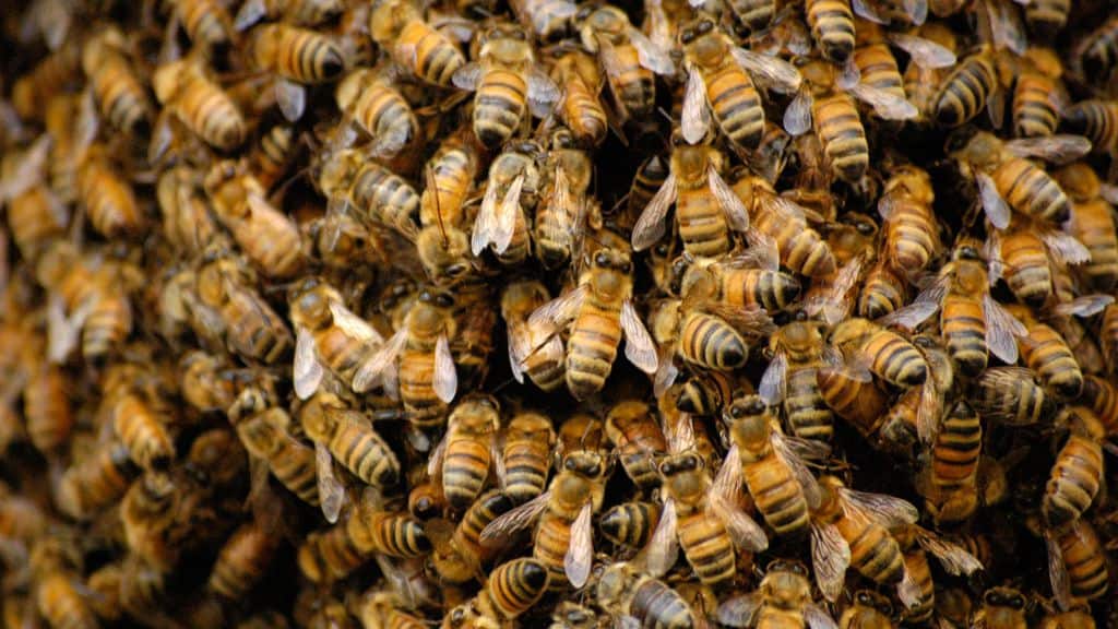 abejas