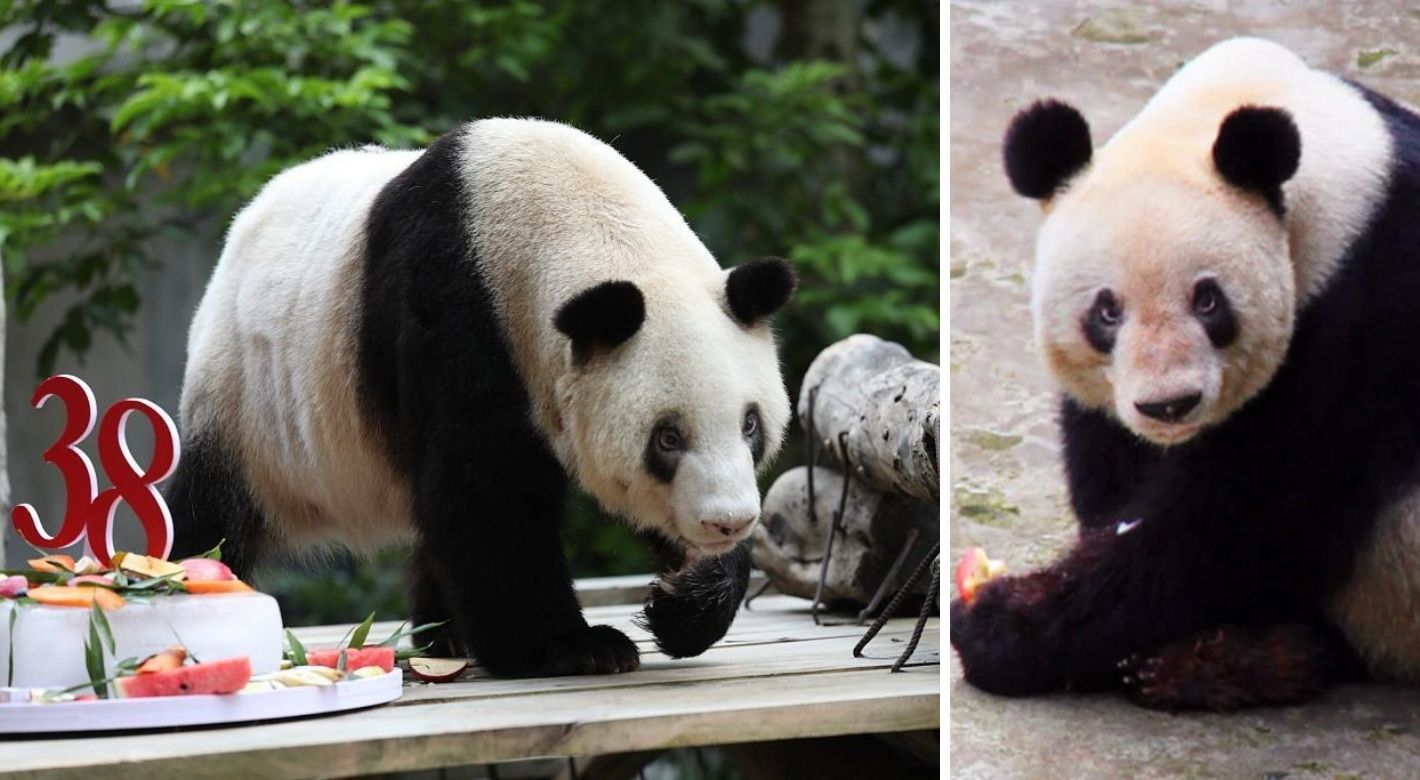 Falleció la panda gigante más longeva del mundo a los 38 años