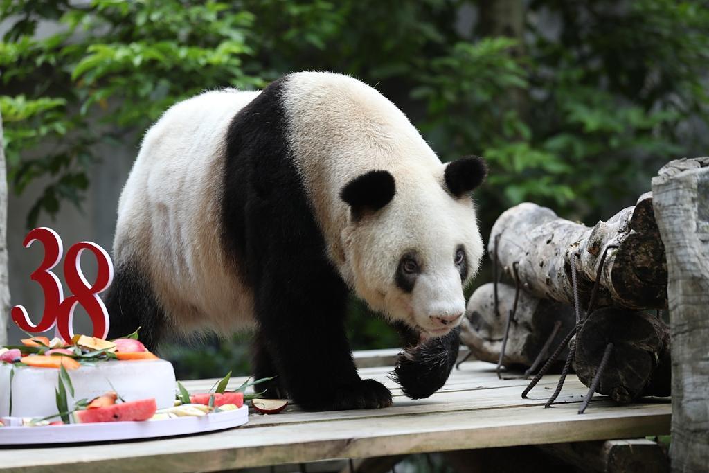panda Falleció la panda gigante más longeva del mundo a los 38 años Falleció la panda gigante más longeva del mundo a los 38 años