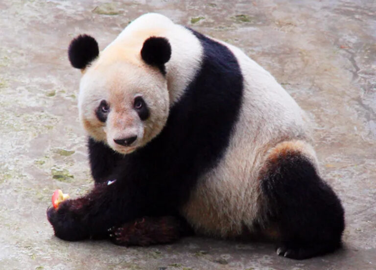 panda Falleció la panda gigante más longeva del mundo a los 38 años Falleció la panda gigante más longeva del mundo a los 38 años