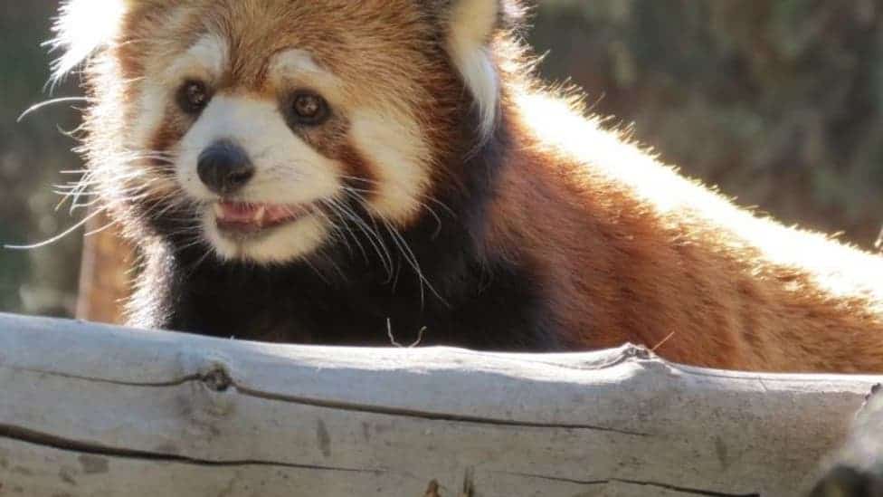 image zoológico chileno pandas rojos 3