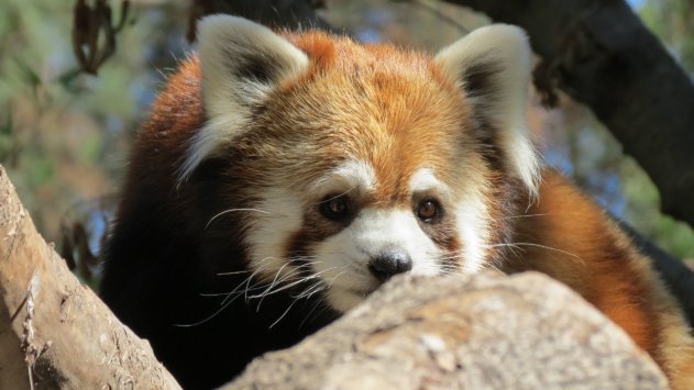 Un zoológico chileno recibe dos pandas rojos para desarrollar un proyecto de conservación de la especie