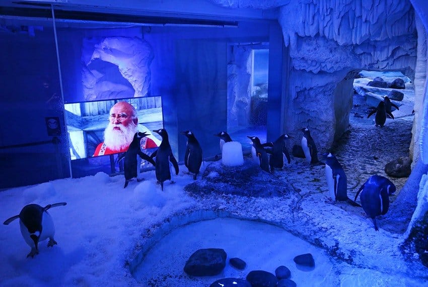 pingüinos Londres: pingüinos del acuario Sea Life hicieron maratón de películas navideñas mientras esperaban a que termine el segundo confinamiento Londres: pingüinos del acuario Sea Life hicieron maratón de películas navideñas mientras esperaban a que termine el segundo confinamiento