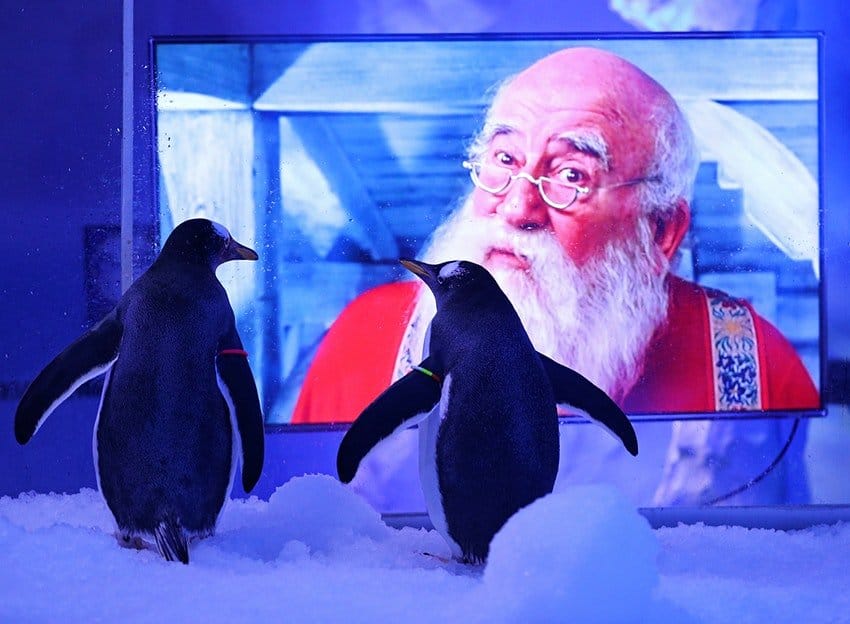 pingüinos Londres: pingüinos del acuario Sea Life hicieron maratón de películas navideñas mientras esperaban a que termine el segundo confinamiento Londres: pingüinos del acuario Sea Life hicieron maratón de películas navideñas mientras esperaban a que termine el segundo confinamiento