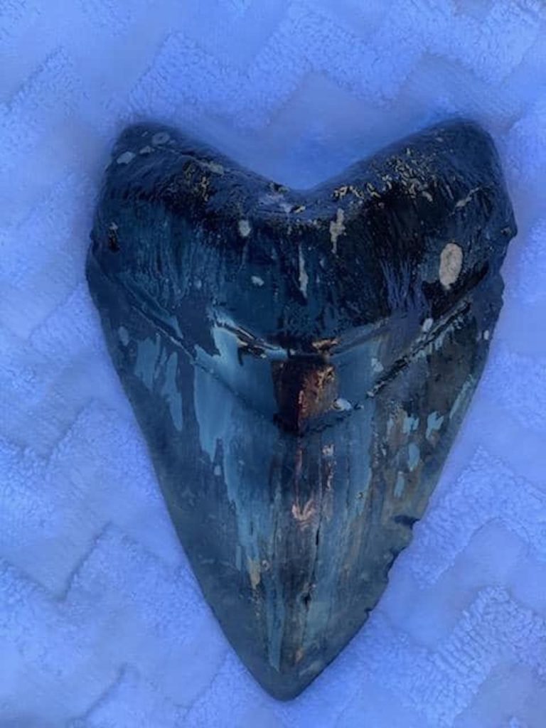 image tiburon prehistoric shark tooth