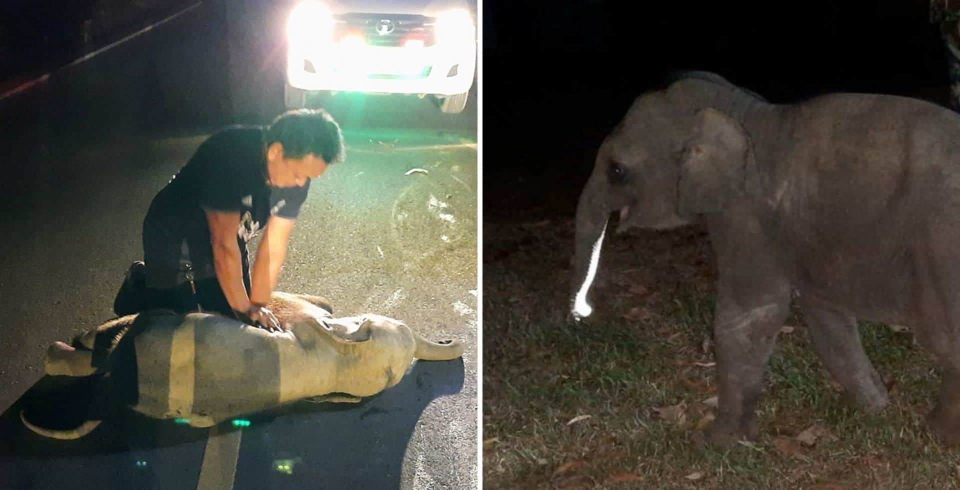 Un hombre le hizo RCP a un elefante bebé que había sido atropellado por una motocicleta y lo salvó