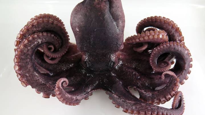 pulpo