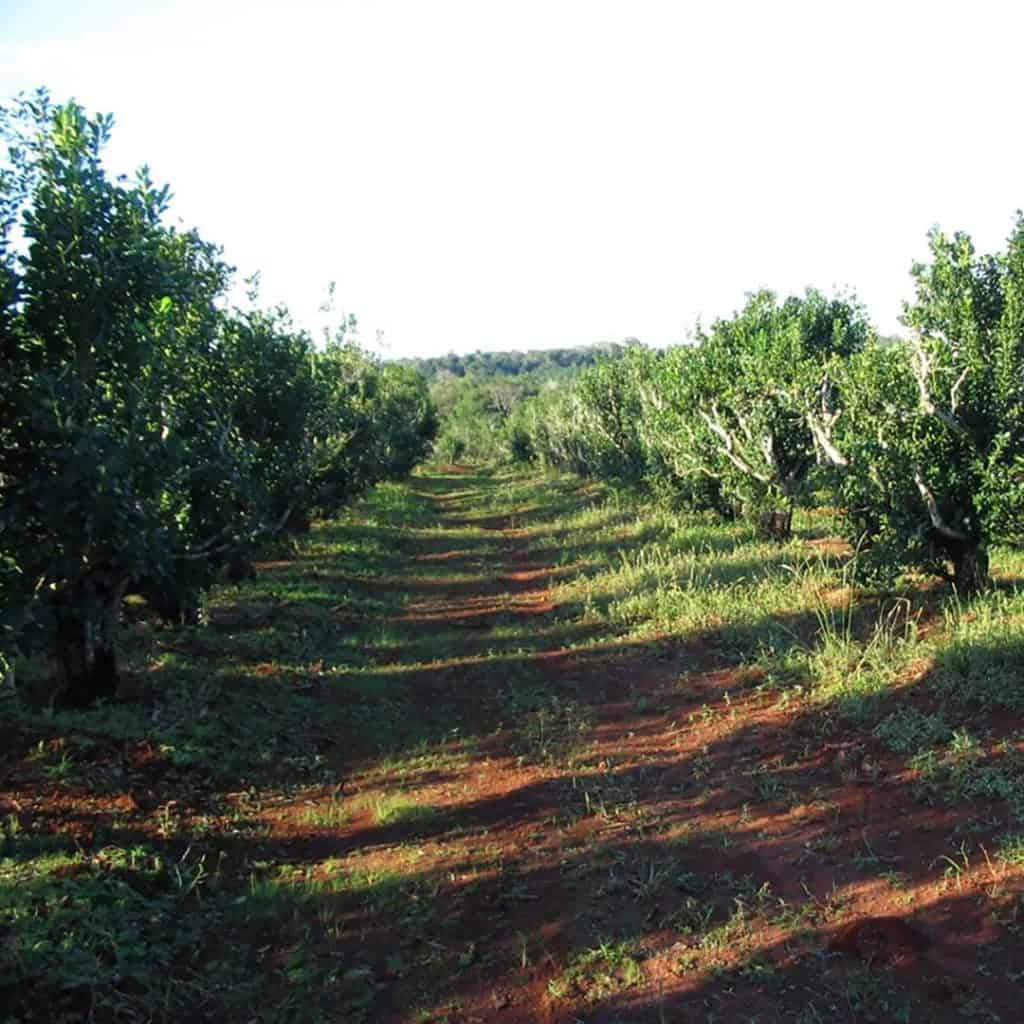 image ruta de la yerba mate ruta yerba mate 2