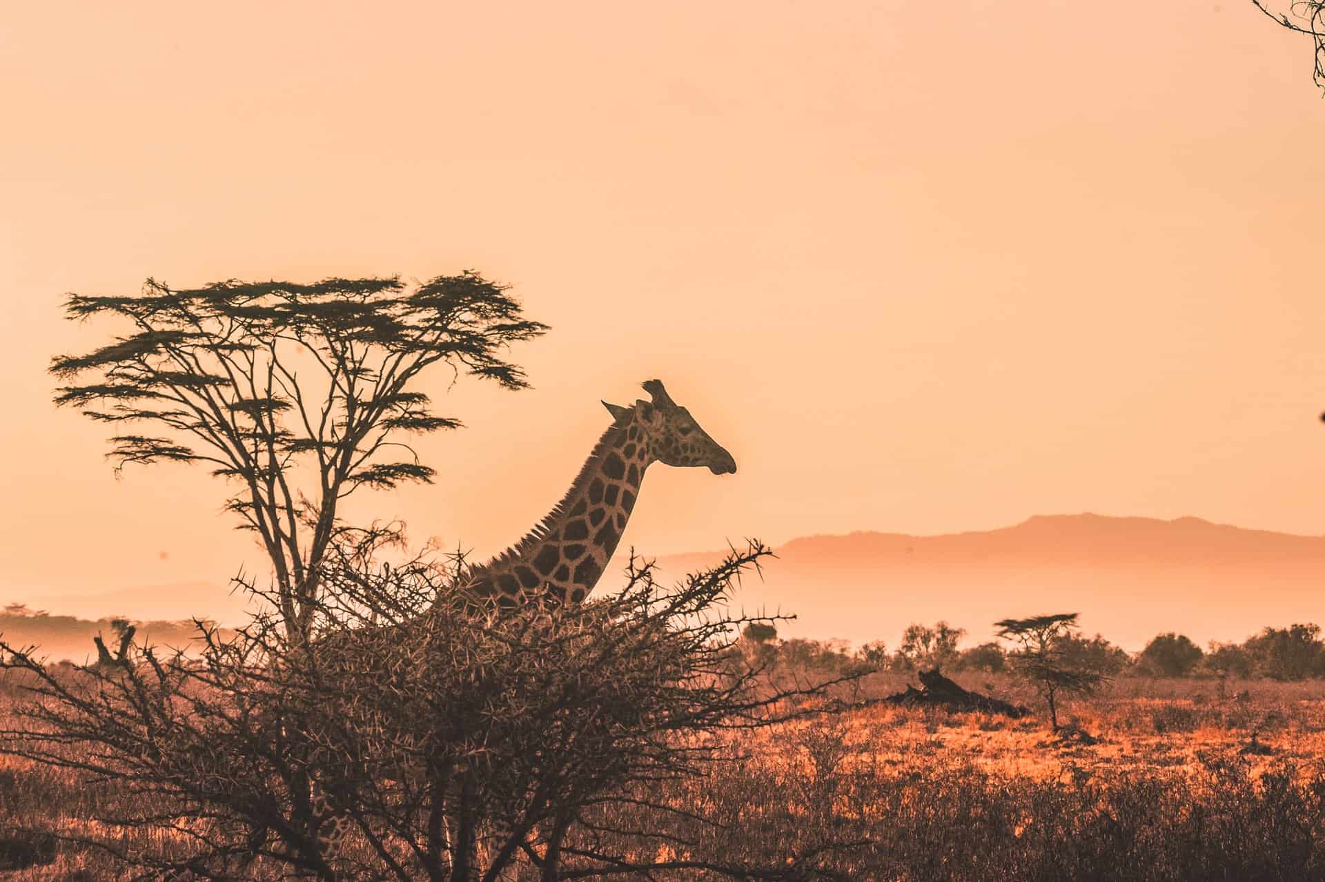 Esta compañía de safari ofrece créditos para viajar a personas que donen a organizaciones de conservación