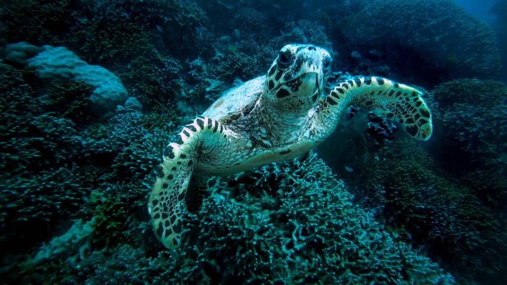 Australia: un estudio reveló que la Gran Barrera de Coral se encuentra en estado crítico