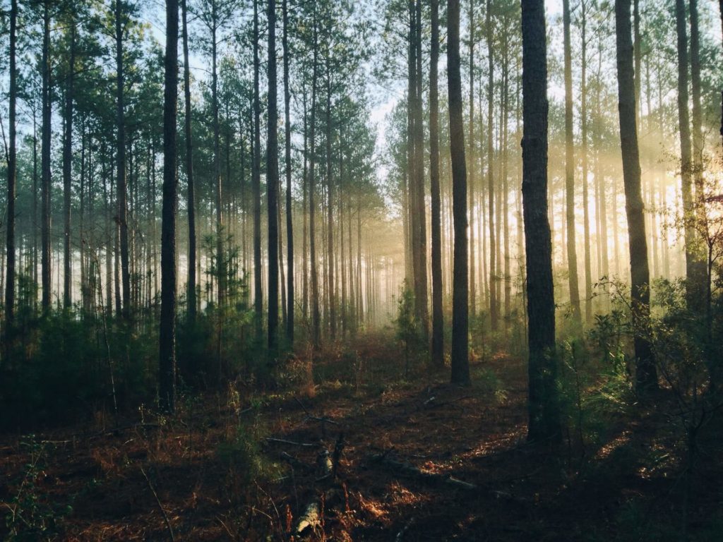 image bosques más tenebrosos del mundo steven kamenar MMJx78V7xS8 unsplash 1