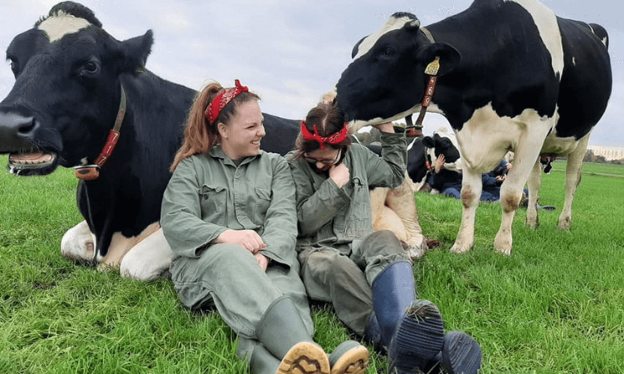 tendencia holandesa de acariciar vacas que ayuda a liberar oxitocina (1)