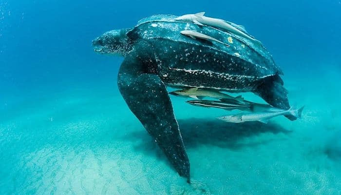 Ecuador: encuentran un nido de una especie de tortugas marinas que está en peligro de extinción