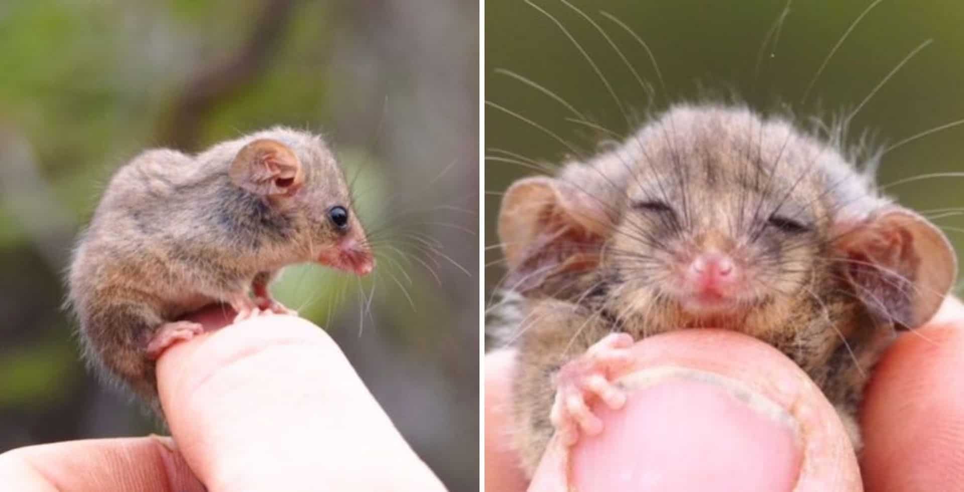 Australia: encontraron una zarigüeya pigmea en Isla Canguro y es la primera que se ve desde los incendios de inicios de 2020