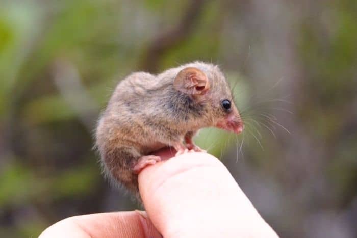 Australia: encontraron una zarigüeya pigmea y es la primera que se ve desde los incendios de inicios de 2020