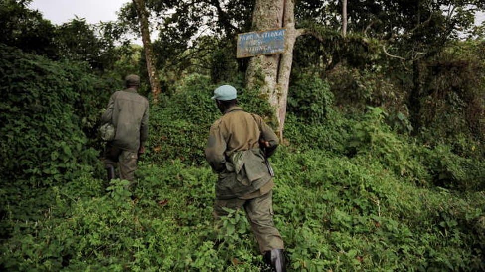 image congo 100764520 virunga