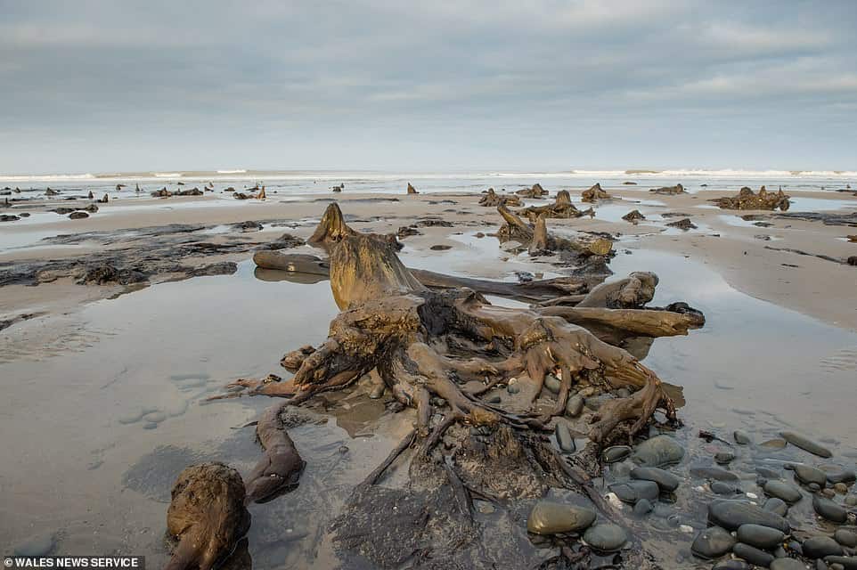 bosque galés petrificado