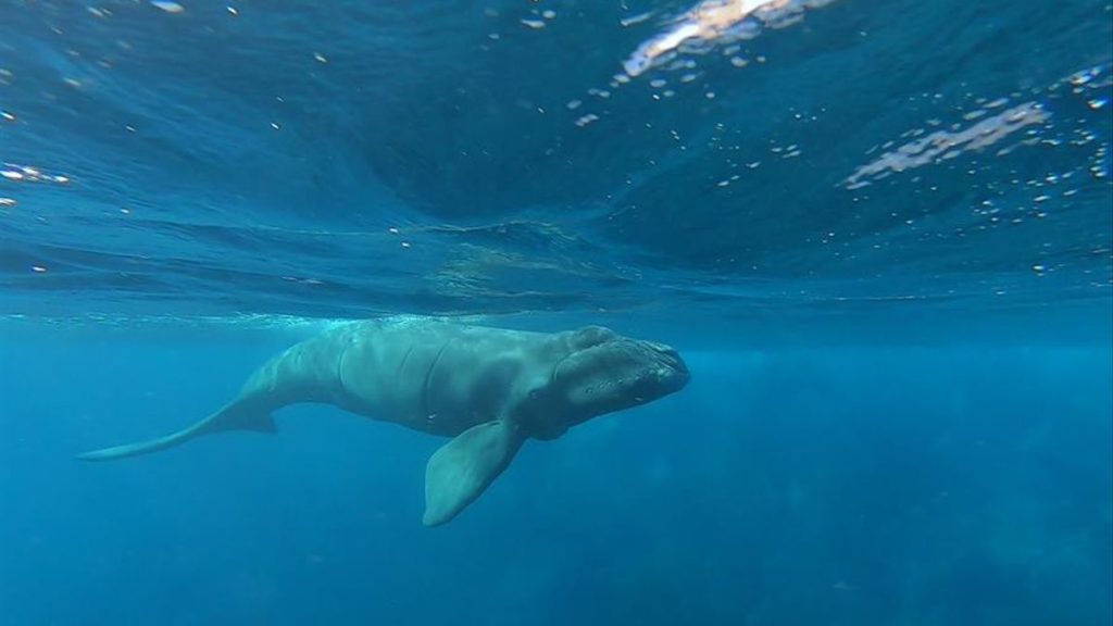 Distinguen a la isla de Tenerife como el primer Lugar Patrimonio de Ballenas en Europa