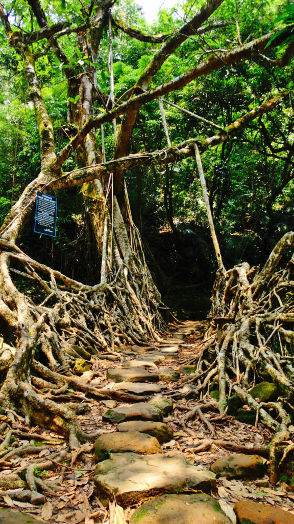 puentes vivientes