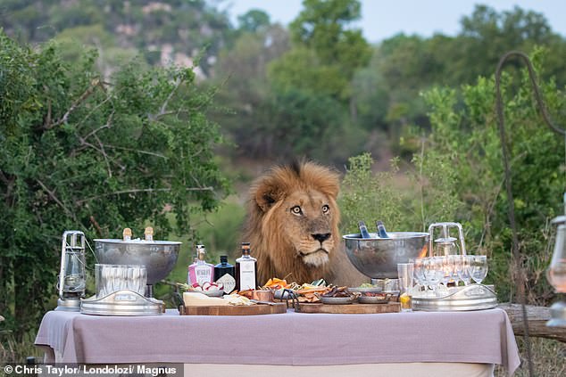 Un león sorprende a grupo de turistas en un safari en el Parque Nacional Kruger mientras se acerca a su picnic para ver la comida