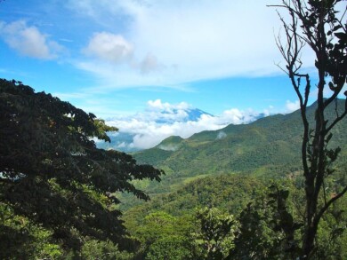 bosque panamá