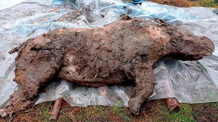Siberia: Hallan un rinoceronte lanudo, congelado y con "órganos intactos" perteneciente a la era glacial