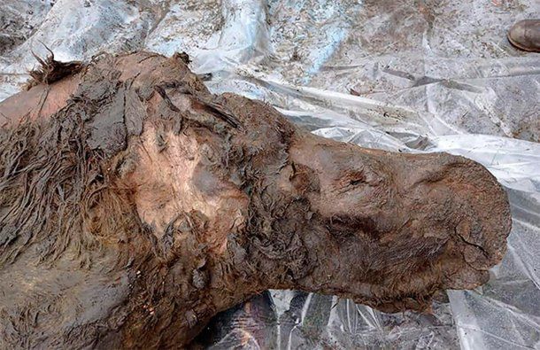 image rinoceronte Siberia Hallan un rinoceronte lanudo congelado y con organos intactos perteneciente a la era glacial 2