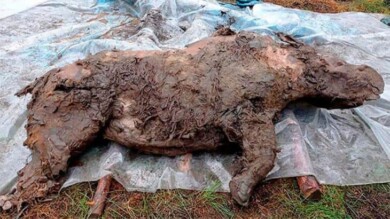 Siberia Hallan un rinoceronte lanudo, congelado y con órganos intactos perteneciente a la era glacial