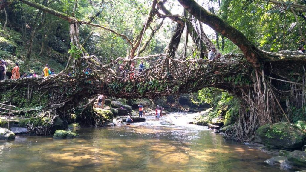 puentes vivientes