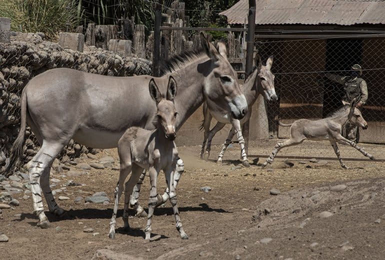 Un zoológico chileno celebra el nacimiento de dos crías de asno de Somalia, una especie de la que no quedan más 200 en el mundo