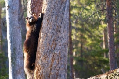 Estados Unidos: un carcayú fue captado por una cámara remota del Parque Nacional Yellowstone por primera vez