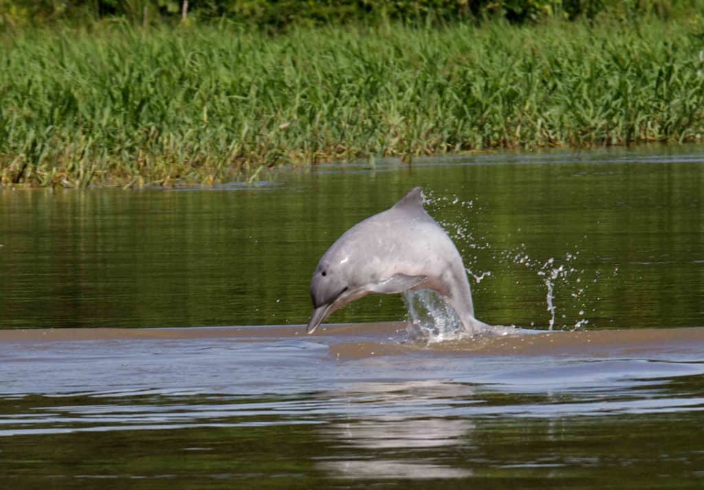 El delfín gris es incluido en la categoría "peligro de extinción" en Sudamérica 